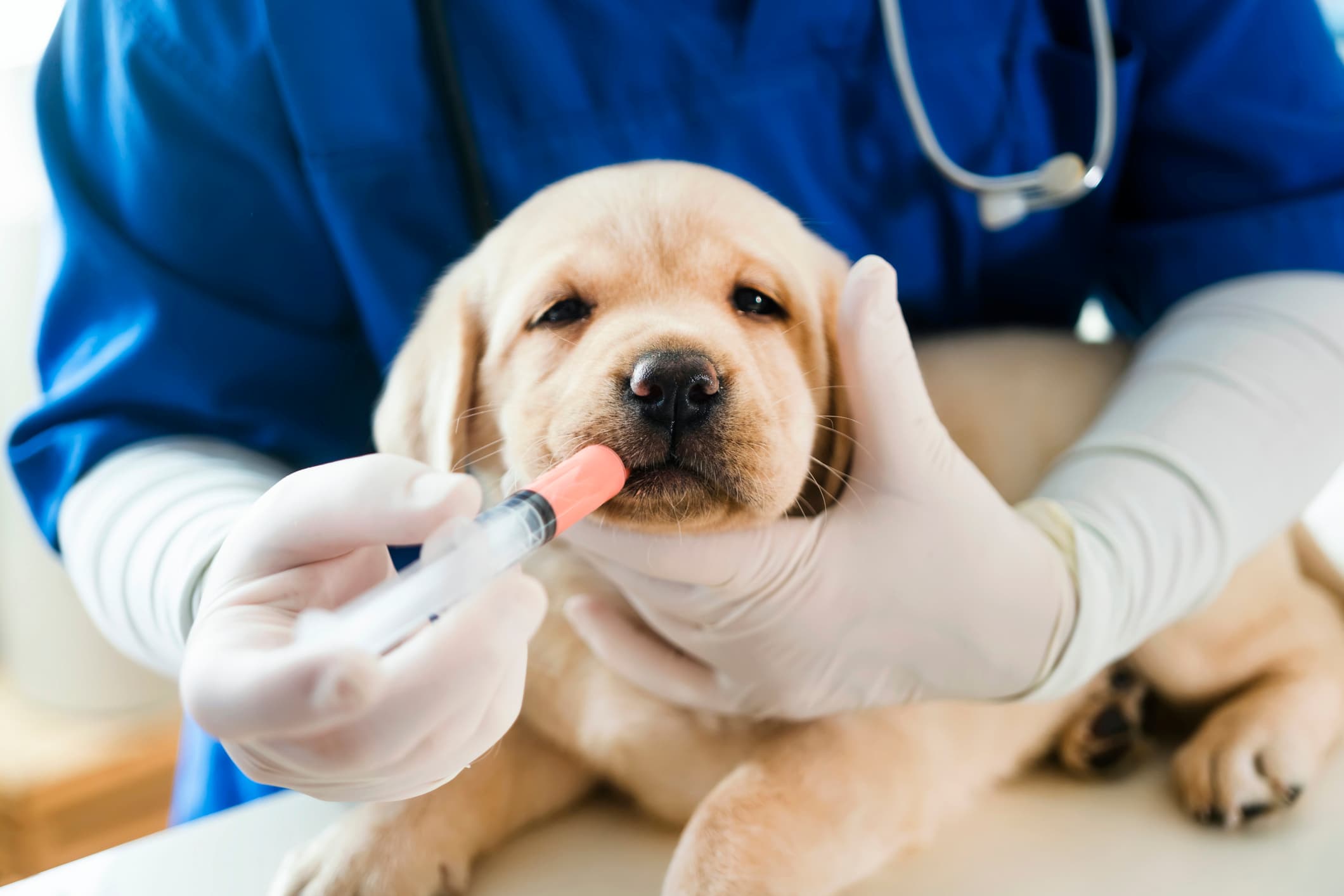 Avviso per l’accesso al Fondo per il sostegno economico di spese veterinarie sostenute nell'anno 2024