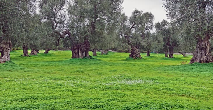 Salvaguardia di olivi secolari o monumentali: terzo provvedimento di concessione degli aiuti
