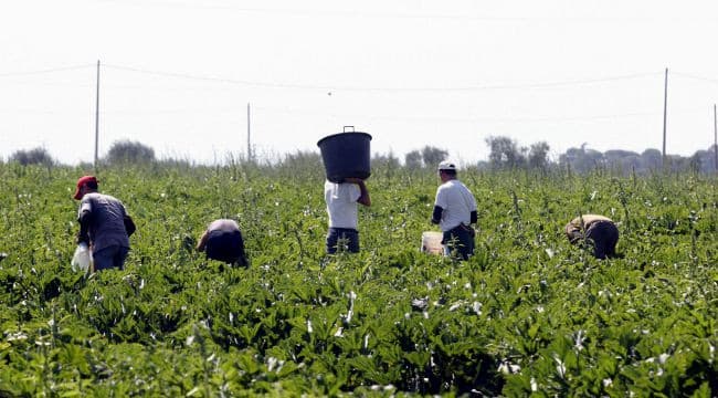Il Sud ferito da lavoro nero e caporalato: Puglia quarta in Italia, Basilicata sesta