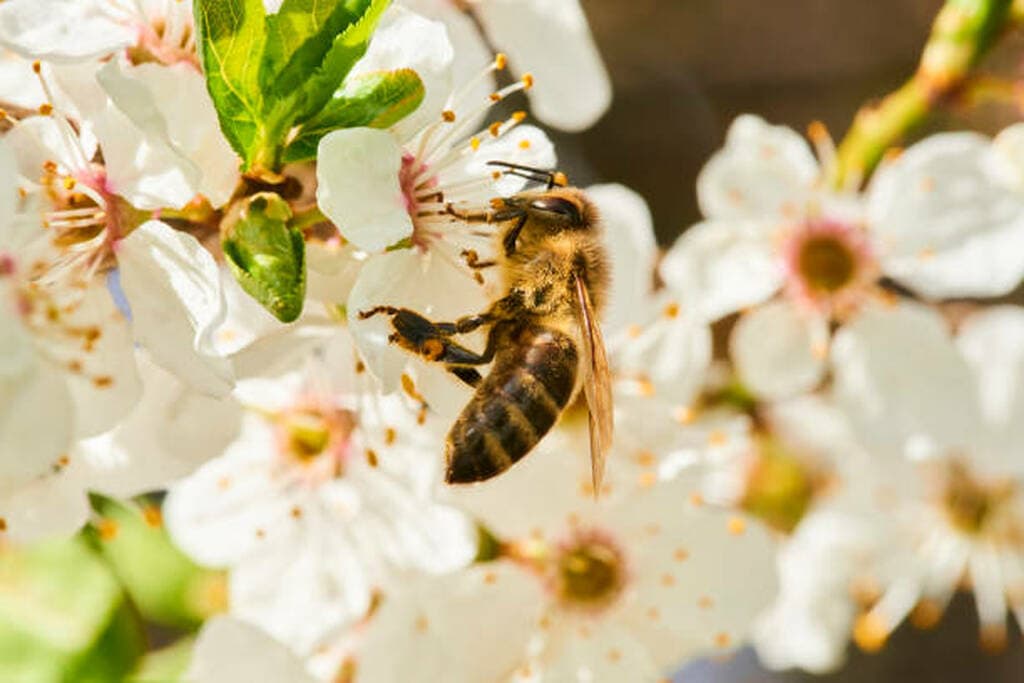 Interventi a favore del Settore dell’Apicoltura - Bando apistico 2026 – Azione B 2.2 Alimentazione di soccorso