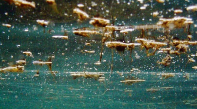 Alga tossica, scatta l’allerta in Puglia: quattro tratti di costa «rossi», ecco dove è stata rilevata