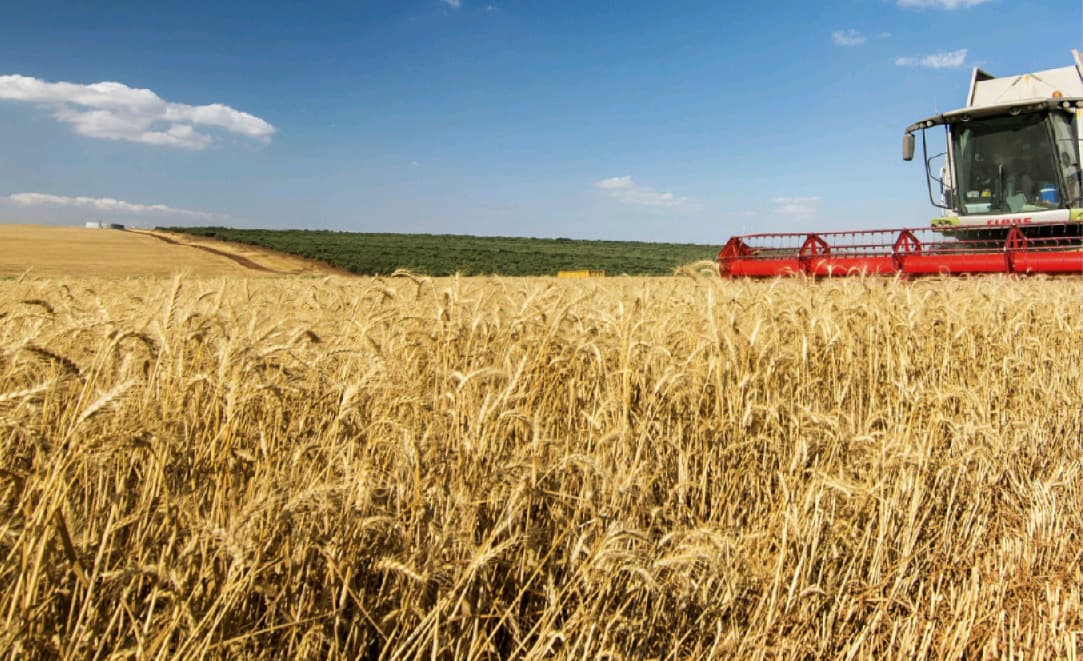 Il caldo cambia il lavoro nei campi pugliesi: la paglia si imballa di notte, la frutta si raccoglie all'alba