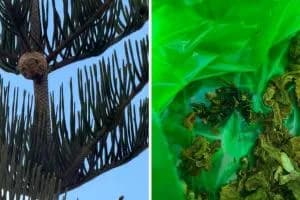 A Taranto spunta il primo nido di calabrone asiatico. L'UniSalento: «Serve subito una task force»