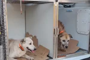Castellaneta, le cagnoline Angela e Maria tornano libere in contrada Zirifico: ecco il piano «Svuota canili»