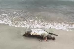 Torre Lapillo, ritrovata morta una tartaruga caretta caretta: è stata uccisa da un amo VIDEO 