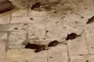 Ratti nella sede del 118 a San Marzano di San Giuseppe: l'Usb diffida l'Asl ionica