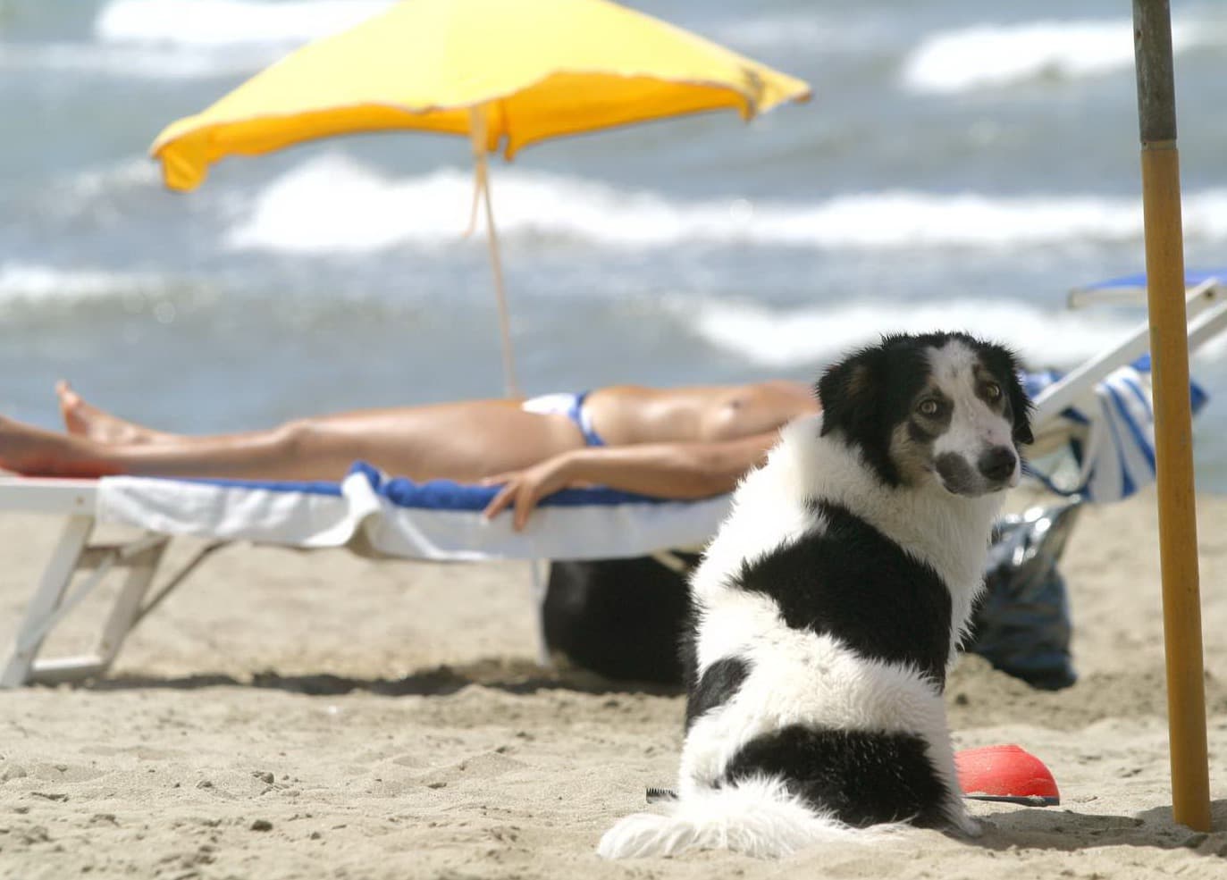 Vacanze in Puglia con il cane: ecco le 38 spiagge dove andare per un mare a misura di zampa