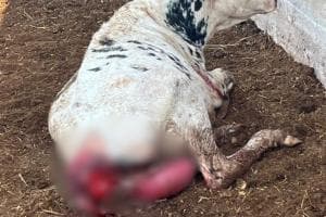 In Valle d'Itria la disperazione di un allevatore: «I lupi non danno tregua, chiudo» FOTO