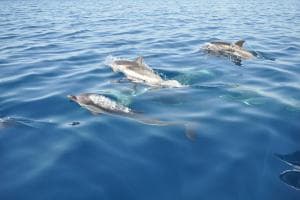 A Taranto il primo centro in Puglia specializzato nel recupero dei cetacei
