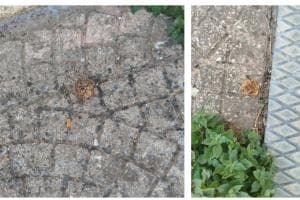 Esche sospette per strada, allarme a Roccaforzata: «Pericolo per cani e bambini»