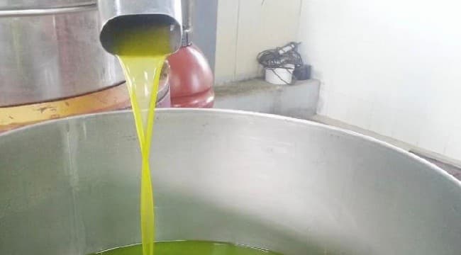 Olio extravergine, è crisi in Puglia: il 50% resta invenduto nel nord barese