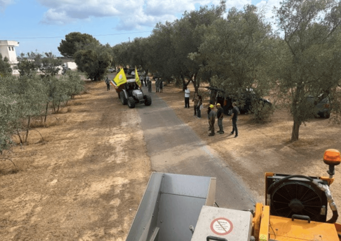 Regione Puglia, rush finale per la xylella : a fine settembre il bando da 30 milioni sulla «rigenerazione»
