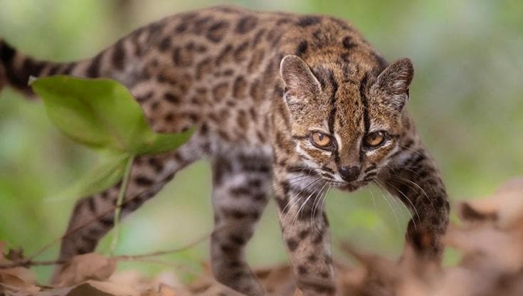 In Bolivia scoperta una nuova specie di felino: il gatto tilcayo