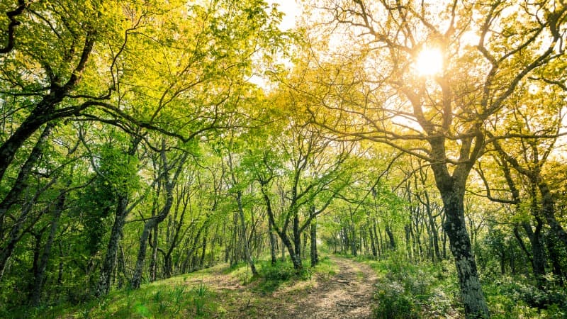 Proroga termini per istanze di iscrizione come Operatore ed Istruttore forestale