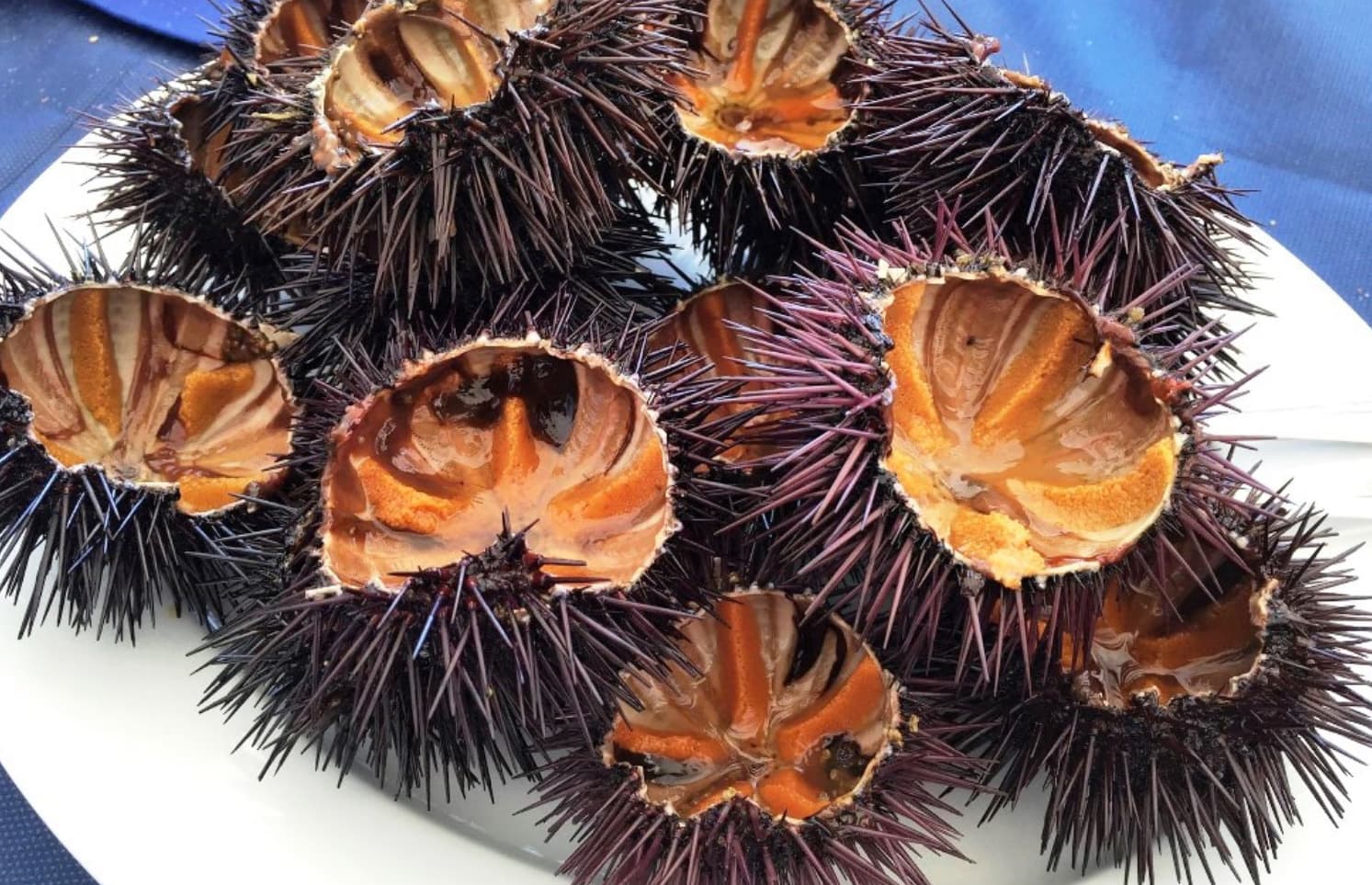 Puglia, stop alla pesca del riccio di mare fino al 2029: pronto il disegno di legge