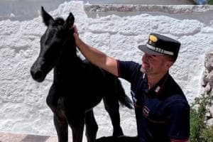 Martina Franca, ecco il «cavallo Murgese» al servizio del Quirinale