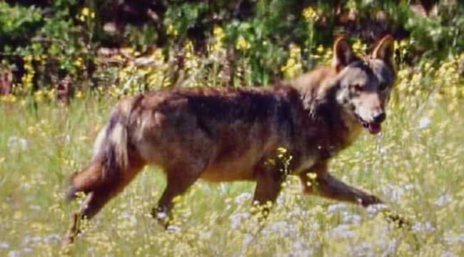 Attenti al lupo in Puglia: droni con la termocamera per stanare l'animale selvatico nel Barese