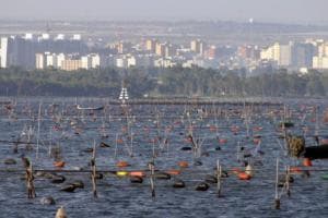 Cozze contaminate da diossina a Taranto: a processo allevatori e ristoratori