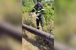 Taranto, anziano getta una tartaruga Caretta Caretta in un dirupo: salvata dai vigili del fuoco VIDEO