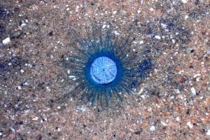 Castellaneta Marina, avvistato il «bottone blu»: la creatura del mare scambiata per una medusa