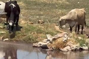 Laterza, bovini tra veleni e letame: nuovo blitz di Asl e Spesal dopo l'inchiesta per il bracciante morto nei campi