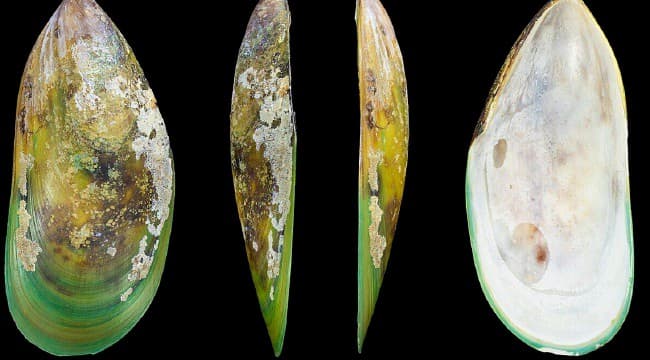 Dallo Stretto di Hormuz all’Adriatico: la «cozza verde» minaccia i nostri mari. E in Puglia tremano cozze e tradizioni