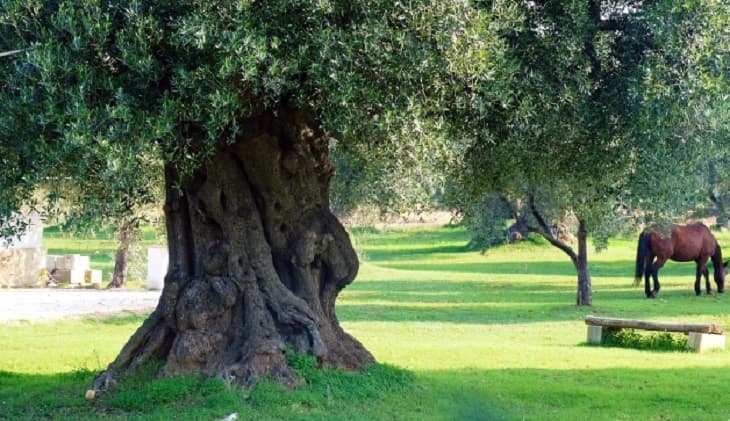 Salvaguardia di olivi secolari o monumentali (avviso 2025): DDS n. 142 del 15/09/2026 - provvedimento di concessione degli aiuti
