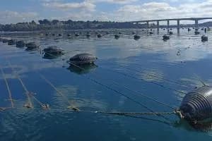 Taranto, stop al seme di mitili da altri territori: il Mar Piccolo resta protetto, ma i produttori sono in crisi