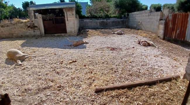 Strage di bestiame in Valle d’Itria: «Serve aiuto per contenere i lupi»