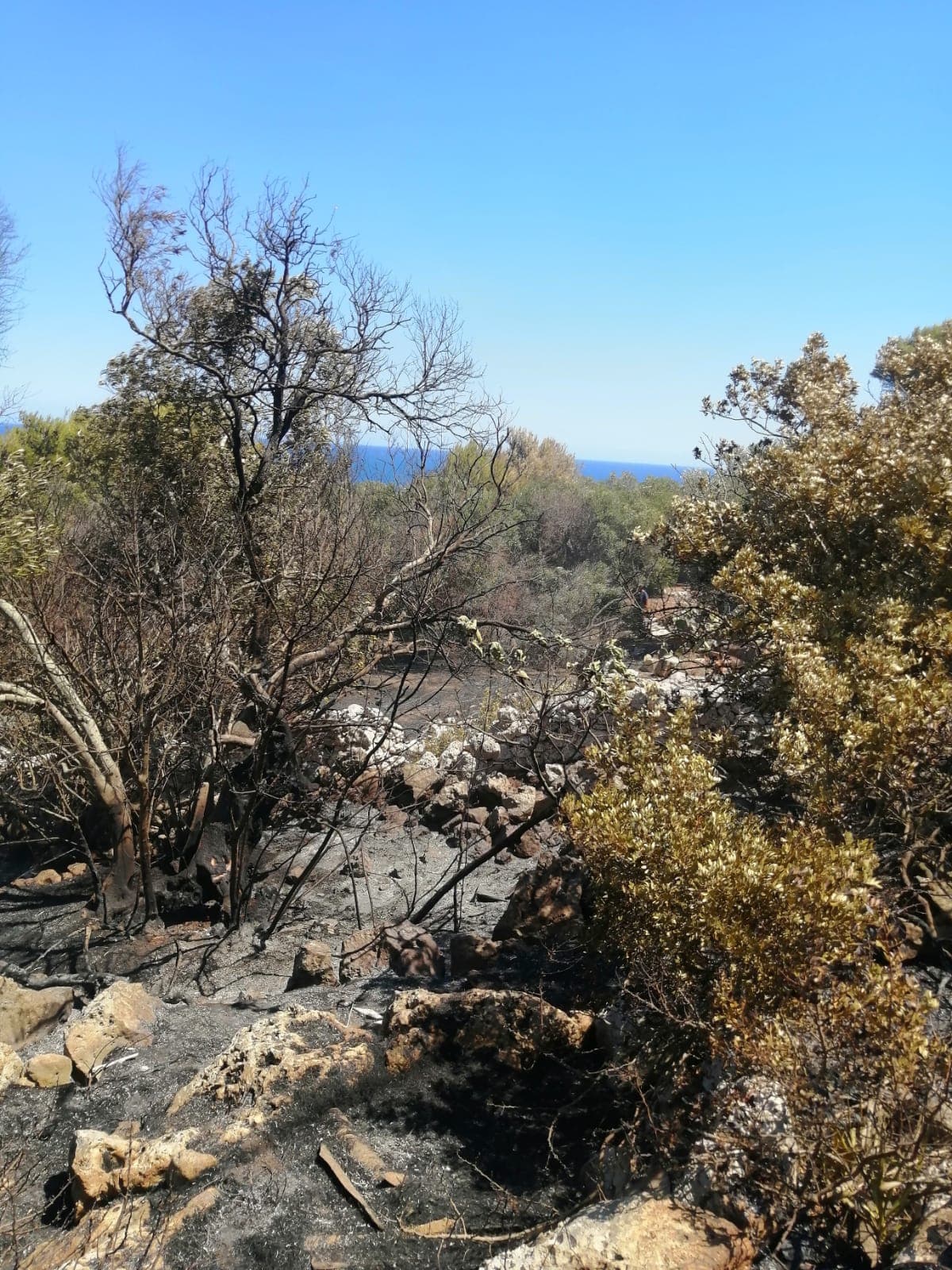 Incendi, i numeri dell'estate: in Puglia bruciati 972 ettari in 43 giorni, Lecce e Taranto le province più colpite