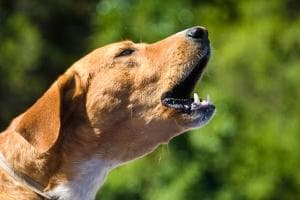Taranto, il cane abbaia senza sosta e attira i vicini di casa: così si scopre il corpo senza vita di un 57enne