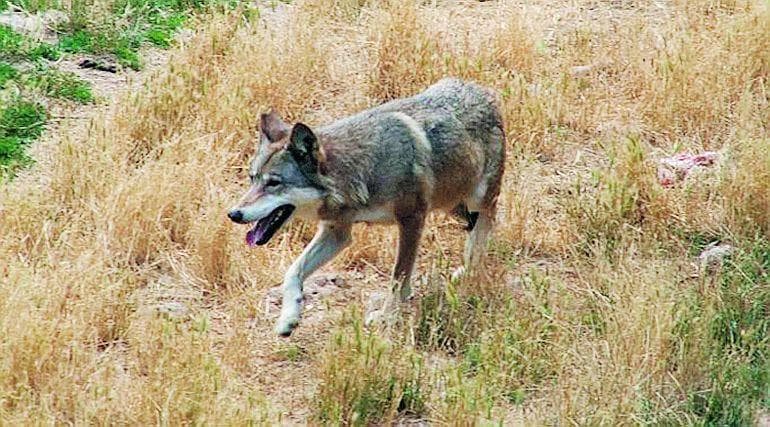 Lupo a Noicattaro, la Regione Puglia dice sì alla cattura: «Va individuato con la massima urgenza»