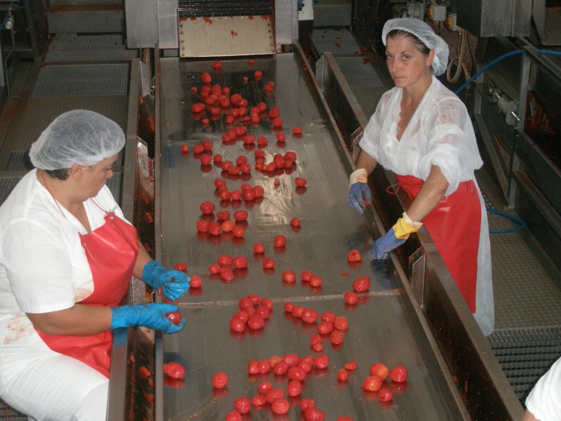 Pomodoro, parte la raccolta in Puglia: qualità eccellente ma rese in calo per il clima