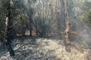 A Castellaneta Marina sfiorata l'emergenza ambientale: incendio in pineta domato in 15 minuti