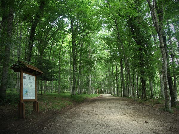 Parco del Gargano, il Tar bacchetta il ministero dell'Ambiente: «Decida sulla nomina di D'Errico»