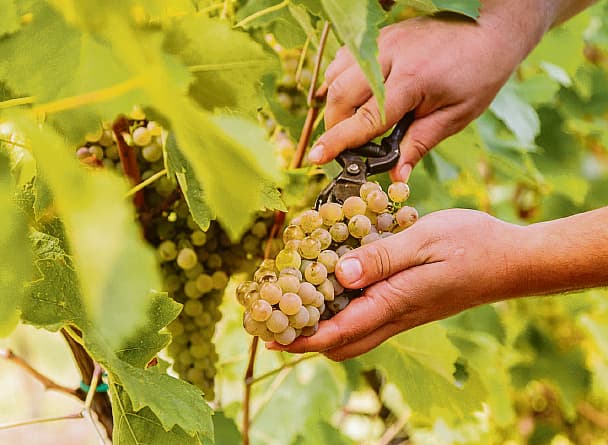 La vendemmia 2026 in Puglia inizia in anticipo per il caldo, ma la qualità resta alta