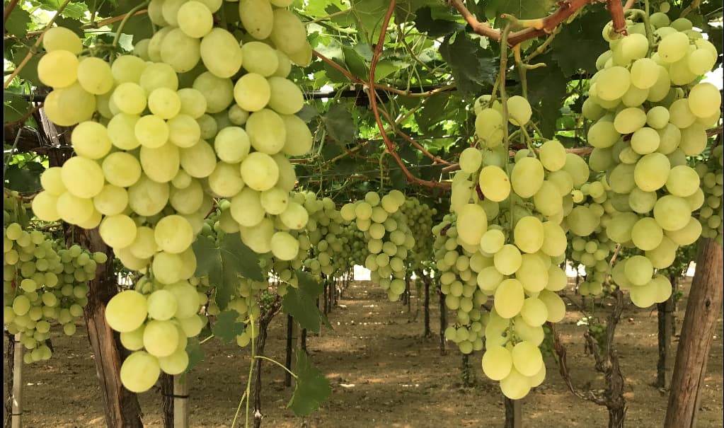 Uva da tavola, il paradosso pugliese: vola l’export, crolla il prezzo nei campi