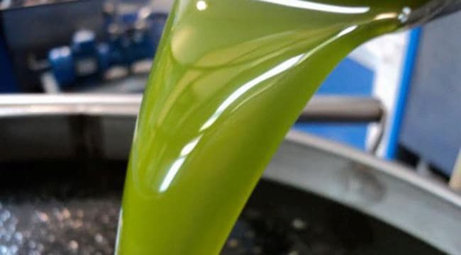 Stato di crisi dell’olio, c’è il plauso delle associazioni di categoria pugliesi: «Ora bisogna fare presto»