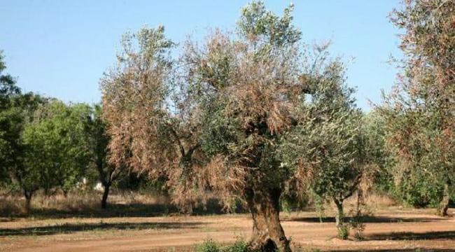 Xylella in Puglia, rush finale per il bando da 30 milioni: venerdì 18 settembre è il giorno decisivo
