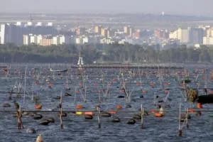 Cozze decimate dal caldo e produttori in difficoltà: a Taranto il Comune si attiva per i ristori
