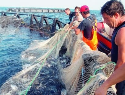 Pesca pugliese in ginocchio, arriva una boccata d’ossigeno: 11 milioni ai pescatori contro caro gasolio e crisi