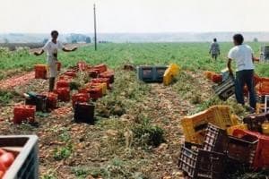 Bracciante indiano morto nei campi a Laterza: finisce in cella un imprenditore agricolo