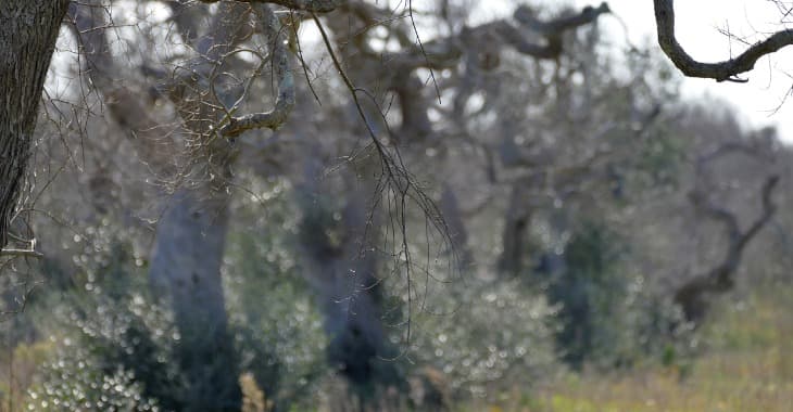 Reimpianto ulivi in zona infetta: DDS n. 110 del 30.06.2026 - provvedimento di concessione degli aiuti