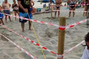 La forza della natura, caretta caretta depone le uova a Pulsano: scatta la cornice di protezione