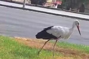 Sorpresa a Castellaneta, tra marciapiedi e automobili arriva la cicogna FOTO