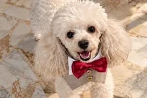 Tragedia a San Giorgio Ionico, il barboncino «Tony» azzannato dal pitbull: muore dopo due giorni d'agonia